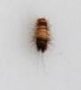 Anthrenus sp.